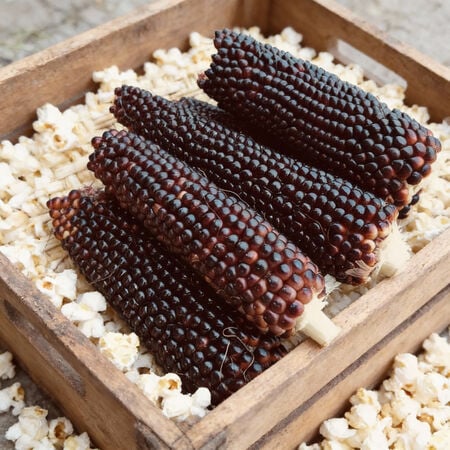 Dakota Black Popcorn, Corn Seed image number null